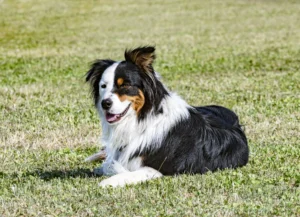 Australia: Australian Shepherd