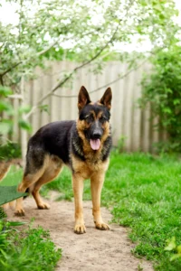 Germany: German Shepherd