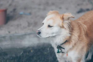 Finland: Finnish Spitz