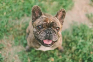 France: French Bulldog