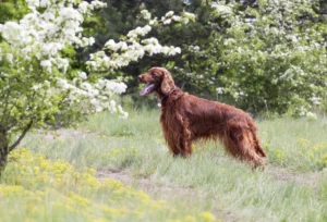 Ireland: Irish Setter