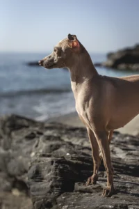 Italy: Italian Greyhound