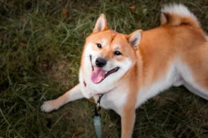 Japan: Shiba Inu