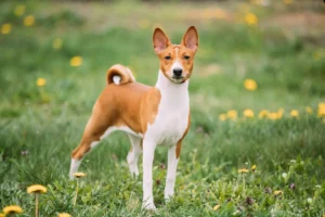 Nigeria: Basenji