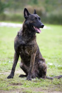 Netherlands: Dutch Shepherd