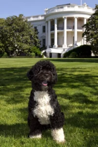 Portugal: Portuguese Water Dog