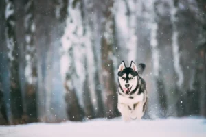 Russia: Siberian Husky