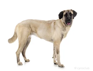 Turkey: Kangal