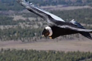 Argentina: Andean Condor