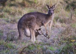 Australia: Kangaroo