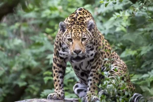 Brazil: Jaguar