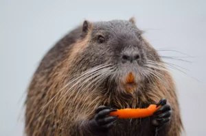 Canada: Beaver