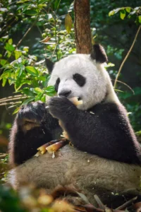 China: Giant Panda