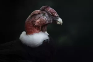 Colombia: Andean Condor