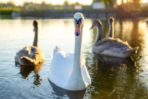 Denmark: Mute Swan