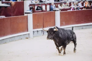 Spain: Bull