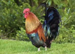 France: Gallic Rooster