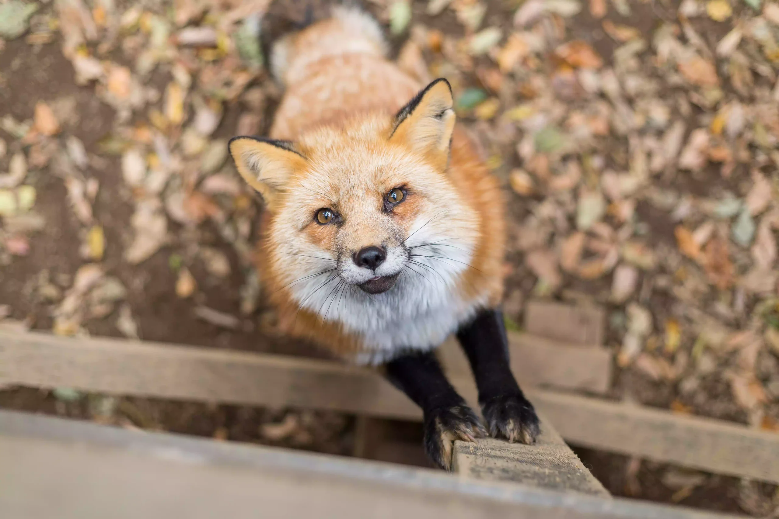 United Kingdom: Red Fox