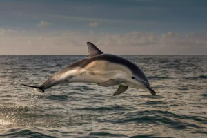 Greece: Dolphin