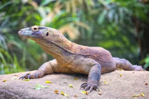 Indonesia: Komodo Dragon