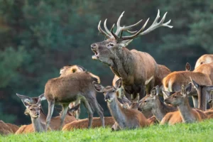 Ireland: Red Deer