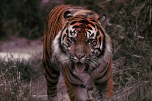 India: Bengal Tiger