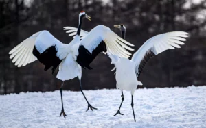 Japan: Japanese Crane