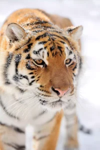 South Korea: Siberian Tiger