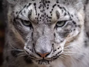 Kazakhstan: Snow Leopard