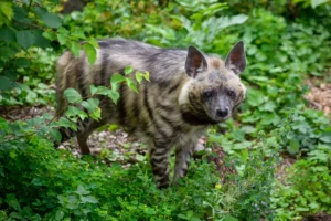 Lebanon: Striped hyena