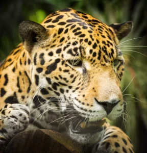 Mexico: Jaguar