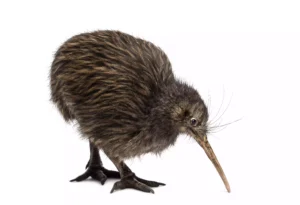 New Zealand: Kiwi