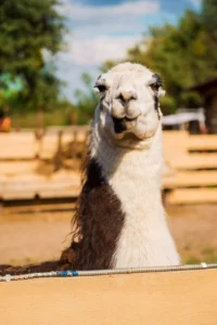 Peru: Llama