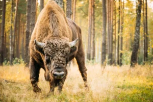 Poland: European Bison