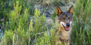 Portugal: Iberian Wolf