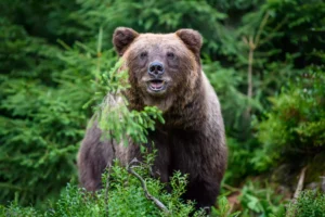 Russia: Brown Bear