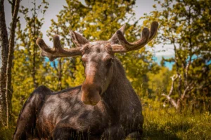 Sweden: Moose