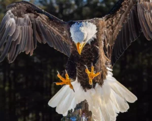 USA: Bald Eagle