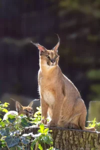 Uzbekistan: Caracal