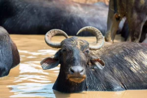 Vietnam: Water Buffalo