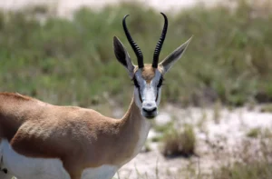 South Africa: Springbok